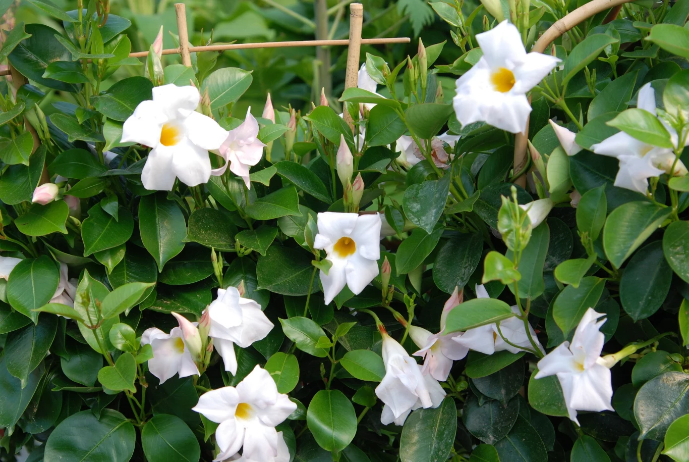 Bujne zielone liście pnącej rośliny ozdobione dużymi, białymi kwiatami z żółtym środkiem, w tle pergola wykonana z drewnianych patyków.