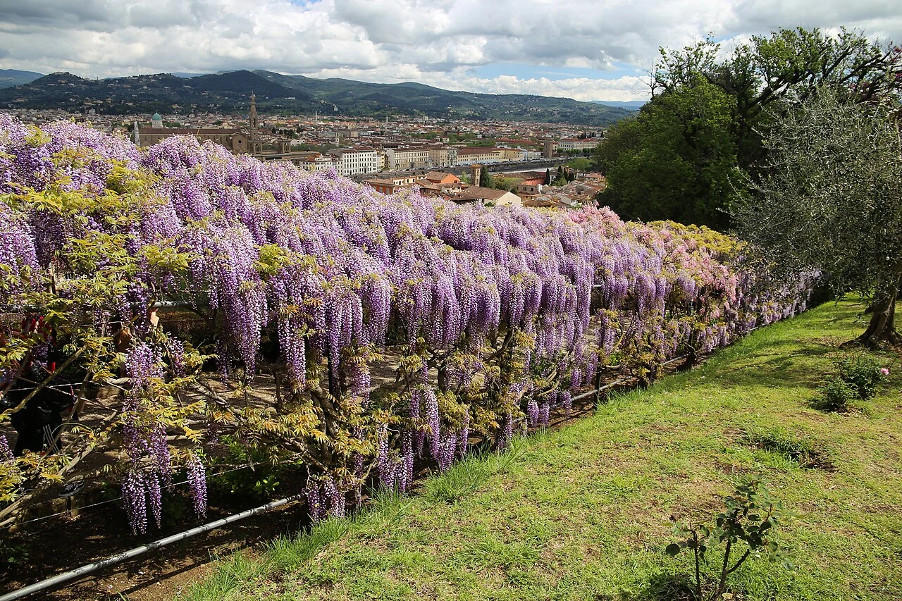 Rząd intensywnie kwitnących wisterii o fioletowych, zwisających gronach rozciąga się wzdłuż łagodnie opadającego zbocza, z panoramą miasta i gór w tle.