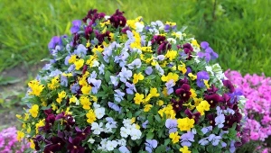 Jak pielęgnować bratki, by długo i obficie kwitły?