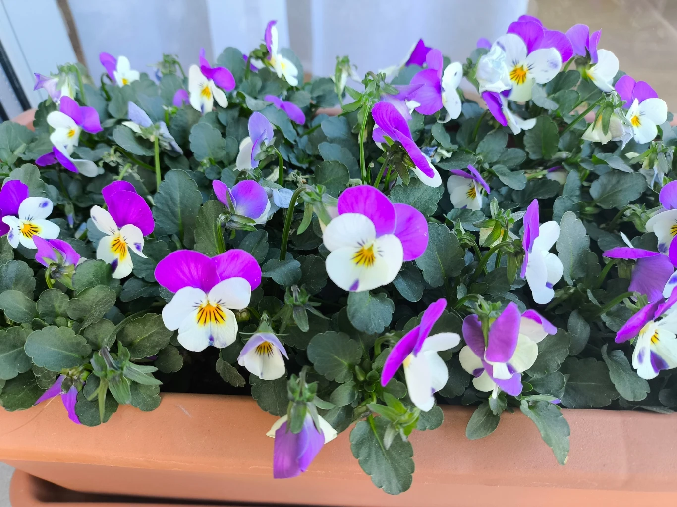 Fioletowo-białe bratki kwitnące gęsto w prostokątnej doniczce, otoczone zdrowymi, ciemnozielonymi liśćmi.