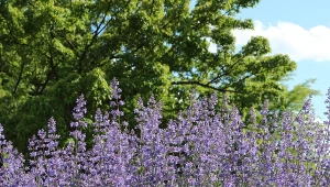 Nie musisz często podlewać i nawozić. Kwitnie bosko i odstrasza kleszcze