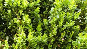 Bukszpany, dzięki użyciu wapna algowego, nie tylko pozbywają się larw ćmy. Krzewy zagęszczają się, a liście mają intensywną barwę.