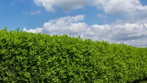 Jak sadzić żywopłot, aby rósł szybko i gęsto?