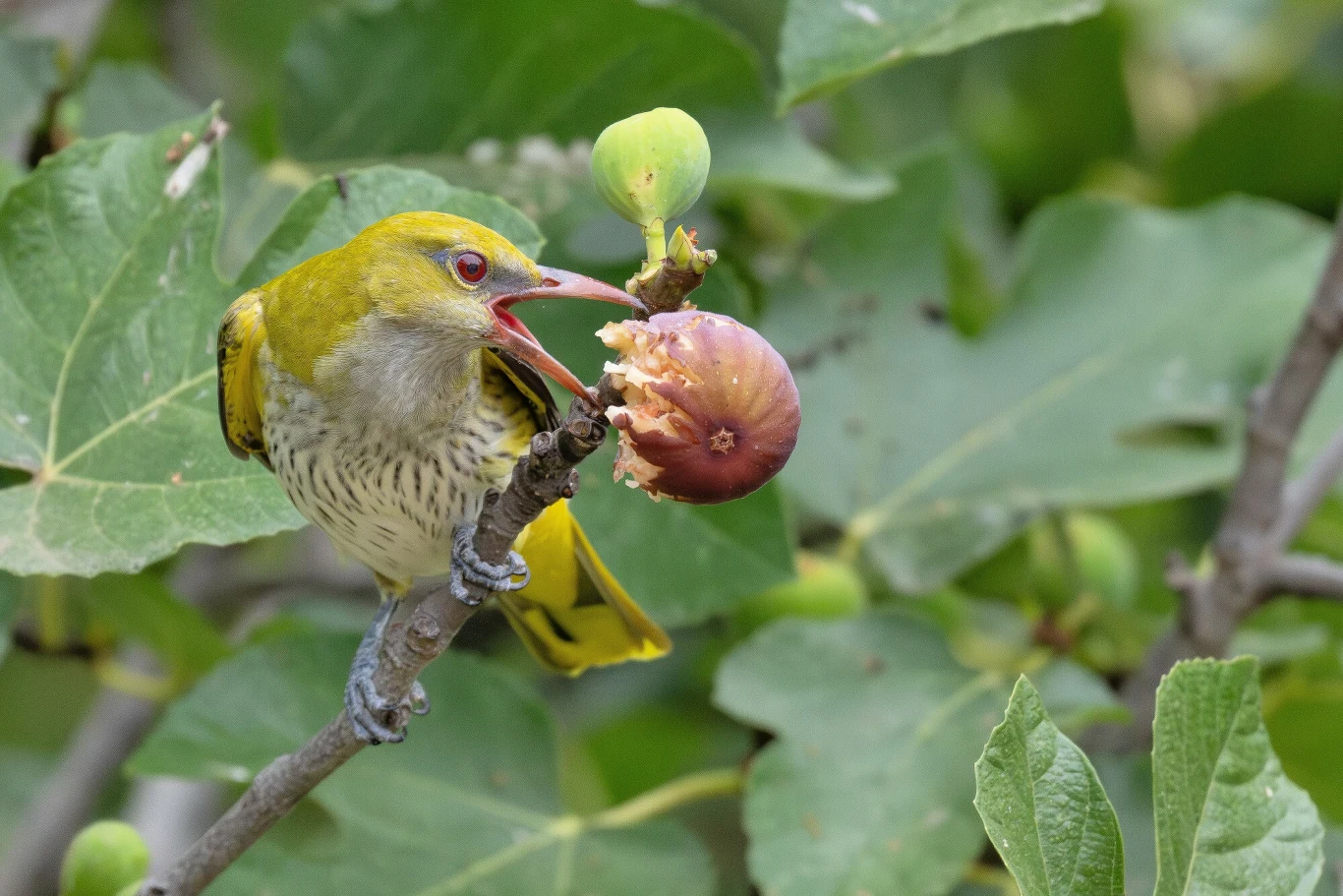 Żółtozielony ptak z jasnym brzuchem siedzi na gałęzi figowca i zjada dojrzały, przekrojony owoc figi otoczony zielonymi liśćmi.