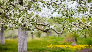 Posadź pod jabłonią, zamiast pryskać drzewo. Szkodniki uciekną w mig 