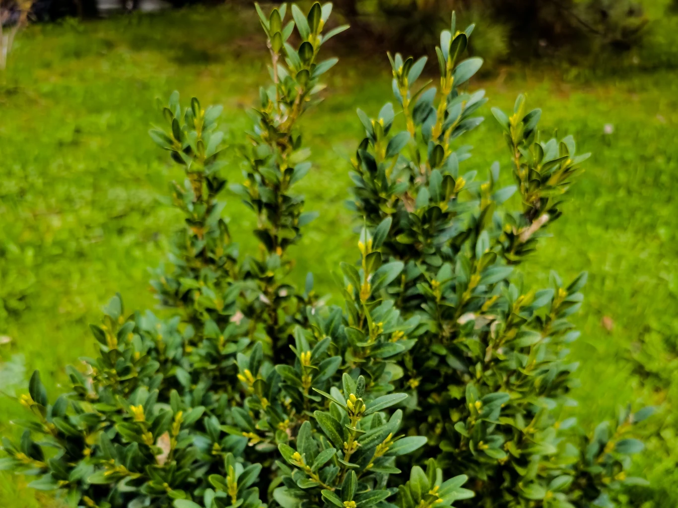 Gęsty krzew bukszpanu o ciemnozielonych, błyszczących liściach na tle soczyście zielonej trawy.