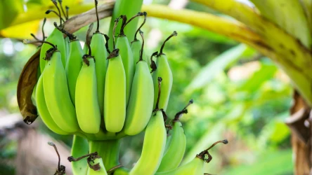 Uprawa bananów w naszym klimacie jest jak najbardziej możliwa. Trzeba tylko wybrać odpowiednią, mrozoodporną odmianę.
