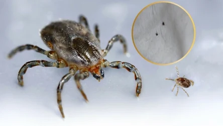 Dorosły kleszcz i nimfa - każde atakuje z innego miejsca na roślinach