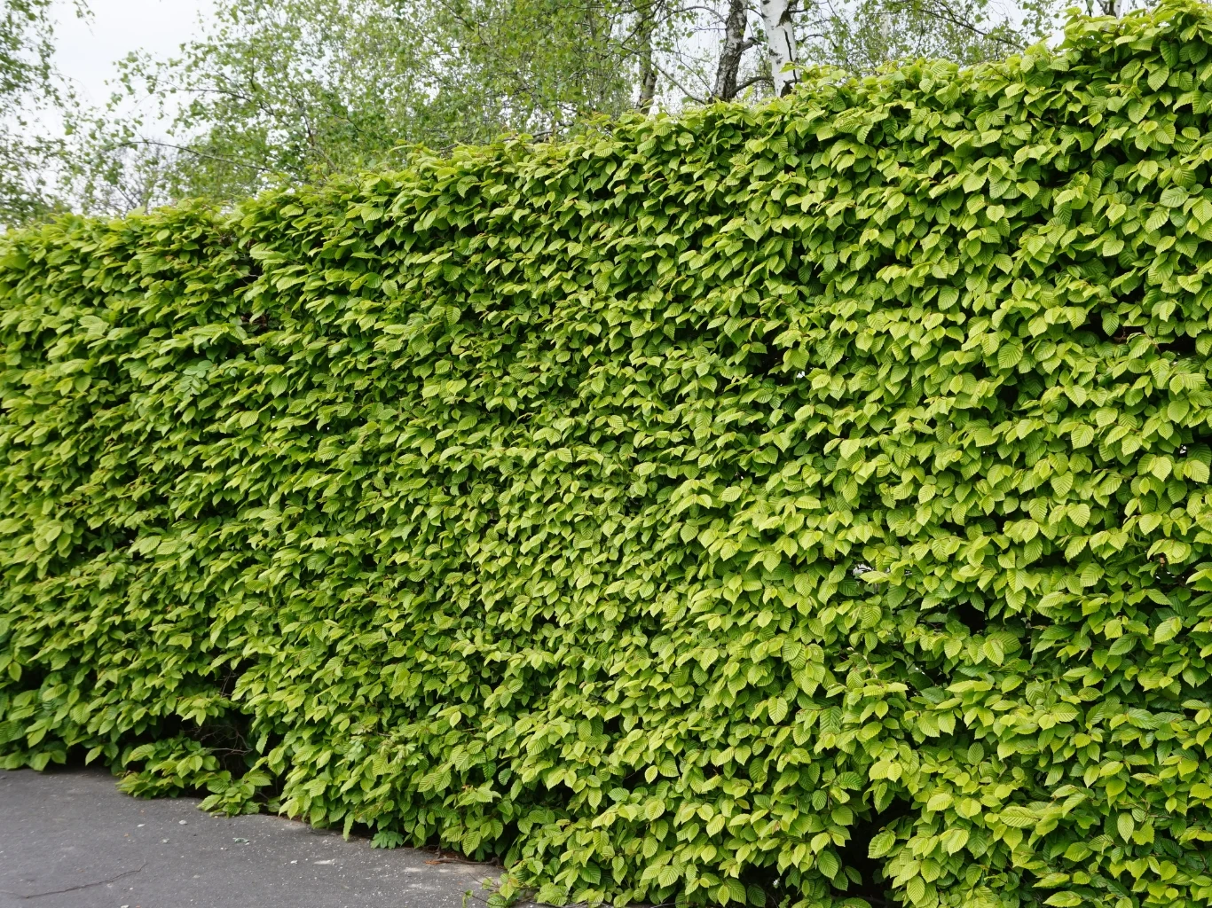 Gęsty, wysoki żywopłot z jasnozielonych liści; w tle widoczne fragmenty drzew z młodymi liśćmi.
