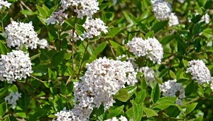 Jak uprawiać kalinę koreańską w ogrodzie? 