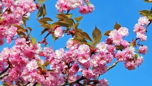 Wiśnia japońska nie jest trudna w uprawie. Poznaj jej najważniejsze wymagania.