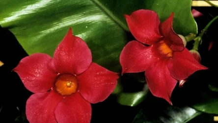 Sprawdzi się na słonecznym balkonie. Kwitnie wiele miesięcy