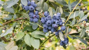 Borówka marnieje w oczach? Zwykłe podlewanie szkodzi bardziej niż brak wody