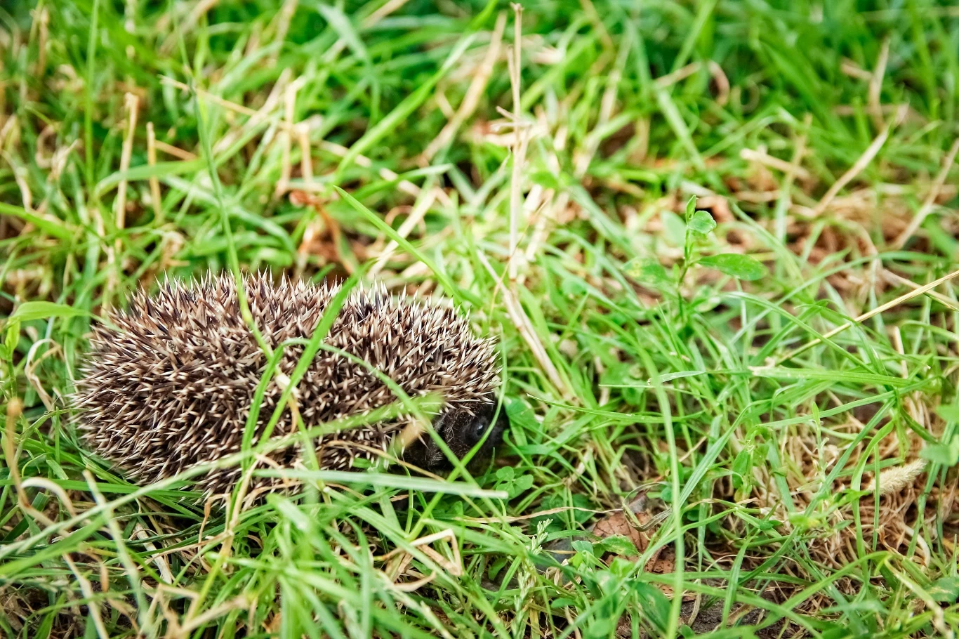Jeże preferują gęste trawy i zarośla. Jeśli chcesz, aby zamieszkały w twoim ogrodzie, ogranicz koszenie Jeż skulony w kulkę, ukryty wśród gęstej, zielonej trawy z widocznymi kolcami.