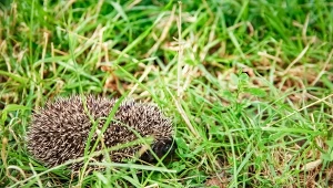 Jeż w ogrodzie to prawdziwy skarb. Wiemy jak go zwabić 
