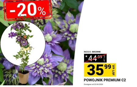 Клематис Indeks