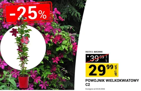 Клематис Indeks