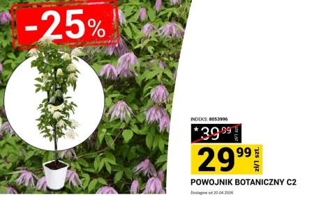 Клематис Indeks