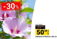 Гібіскус Indeks