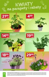 Słodkie i słone przyjemności - Stokrotka