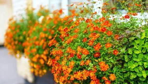 Silnie rozgałęziony bidens to gwarancja kolorowych kaskad kwiatów. 