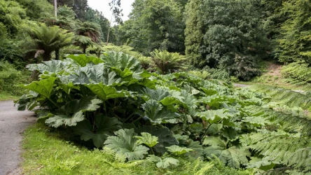Gunnera olbrzymia zwraca uwagę swoimi widowiskowymi, ogromnymi liśćmi. Sprawdź, jak ją uprawiać w ogrodzie.
