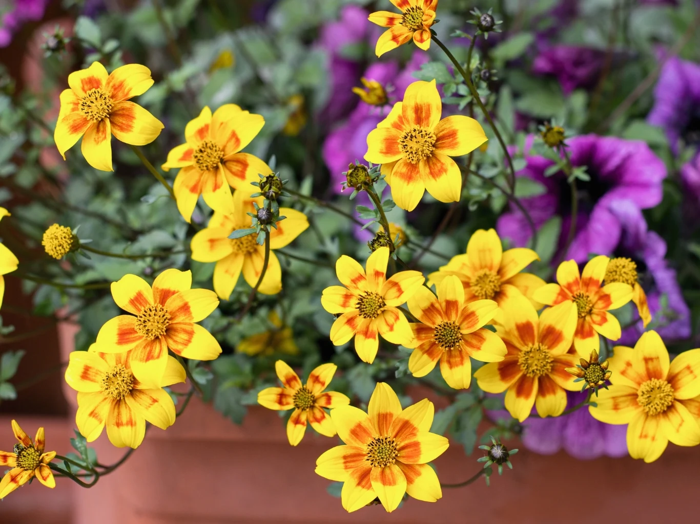 Żółte kwiaty z pomarańczowymi plamkami na płatkach rosnące w doniczce, w tle widoczne fioletowe kwiaty.