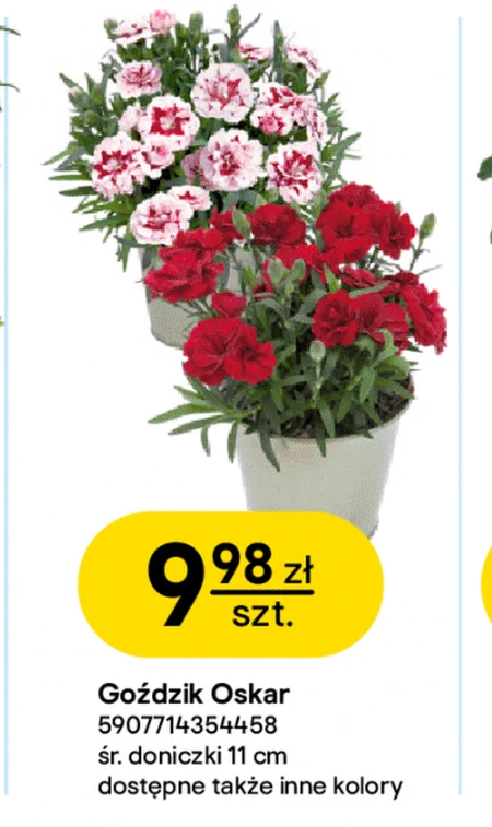 Гвоздика Oskar