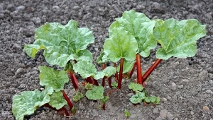 Poszatkuj, zalej wodą i podlewaj rabarbar. Łodygi będą grube i soczyste