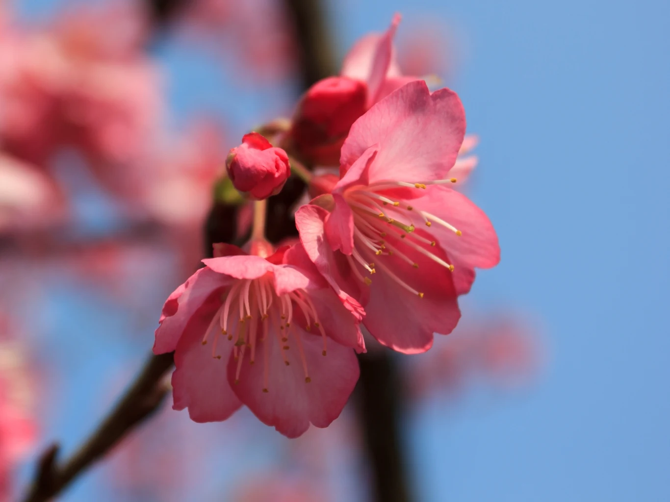 Różowe kwiaty wiśni w pełnym rozkwicie na tle jasnoniebieskiego nieba, widoczne delikatne pręciki i pąki kwiatowe na ciemnej gałęzi.