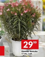 Рослина в горщику