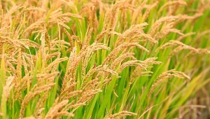 Ryż - obok kukurydzy i pszenicy - jest jednym z najpopularniejszych zbóż