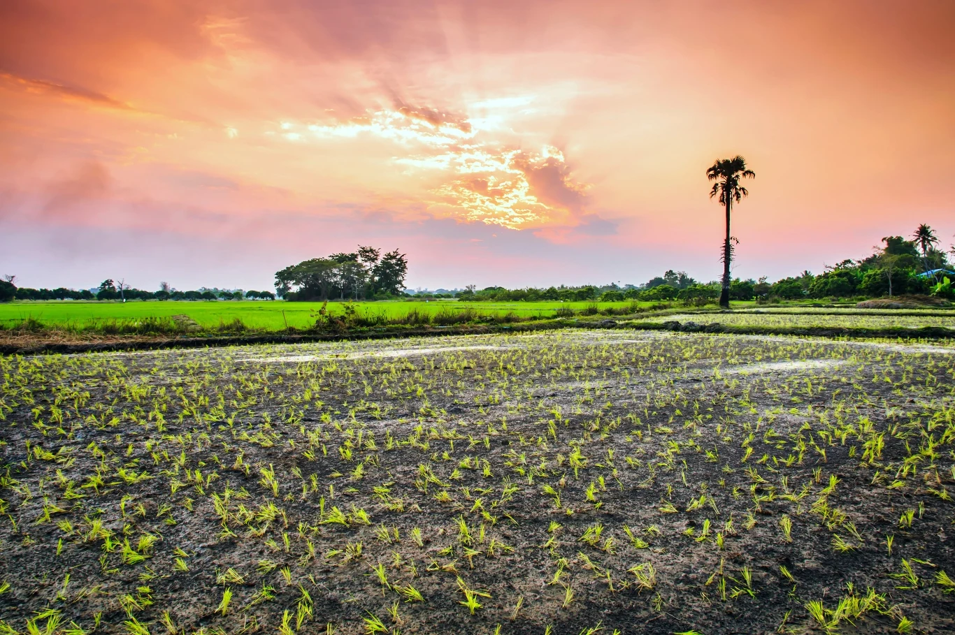 Pole ryżowe z młodymi sadzonkami na pierwszym planie, samotna wysoka palma po prawej stronie oraz pomarańczowo-różowe niebo z widocznym zachodzącym słońcem i promieniami światła rozświetlającymi chmury.