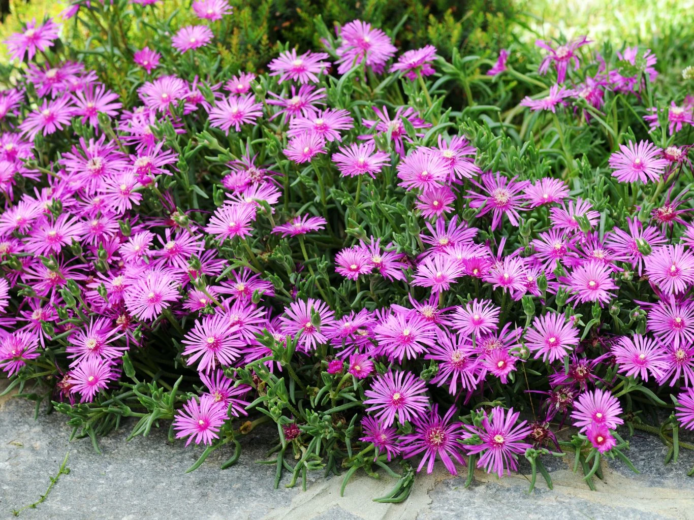 Kępa żywo fioletowych kwiatów o wąskich, promieniście ułożonych płatkach otoczona zielonymi liśćmi, posadzona przy kamiennej ścieżce ogrodowej.
