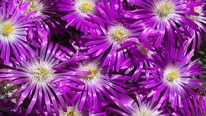 Słonecznica to najlepszy wybór do słonecznego ogrodu. 