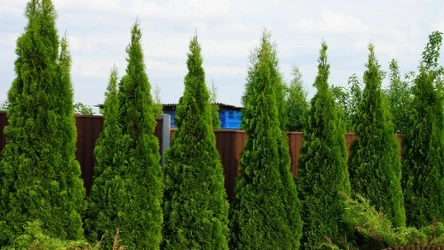 Tuje będę gęste i zielone, jeśli wdrożysz do ich pielęgnacji nawożenie. 