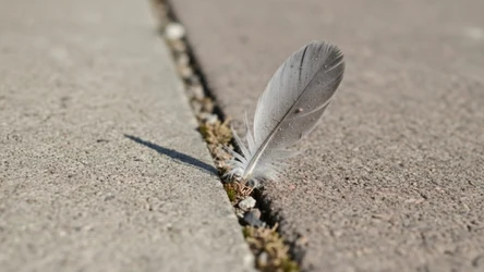 Znalezienie piórka to ważny symbol od wszechświata. Zwłaszcza jeśli jest białe