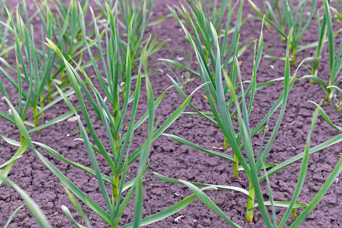 Regularne rzędy młodej zielonej cebuli wyrastające z ciemnej, pulchnej gleby, liście roślin wznoszą się pionowo, tworząc zwartą uprawę warzywną.