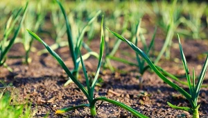 W kwietniu i maju syp pod czosnek. Główki będą zdrowe i duże jak piłki