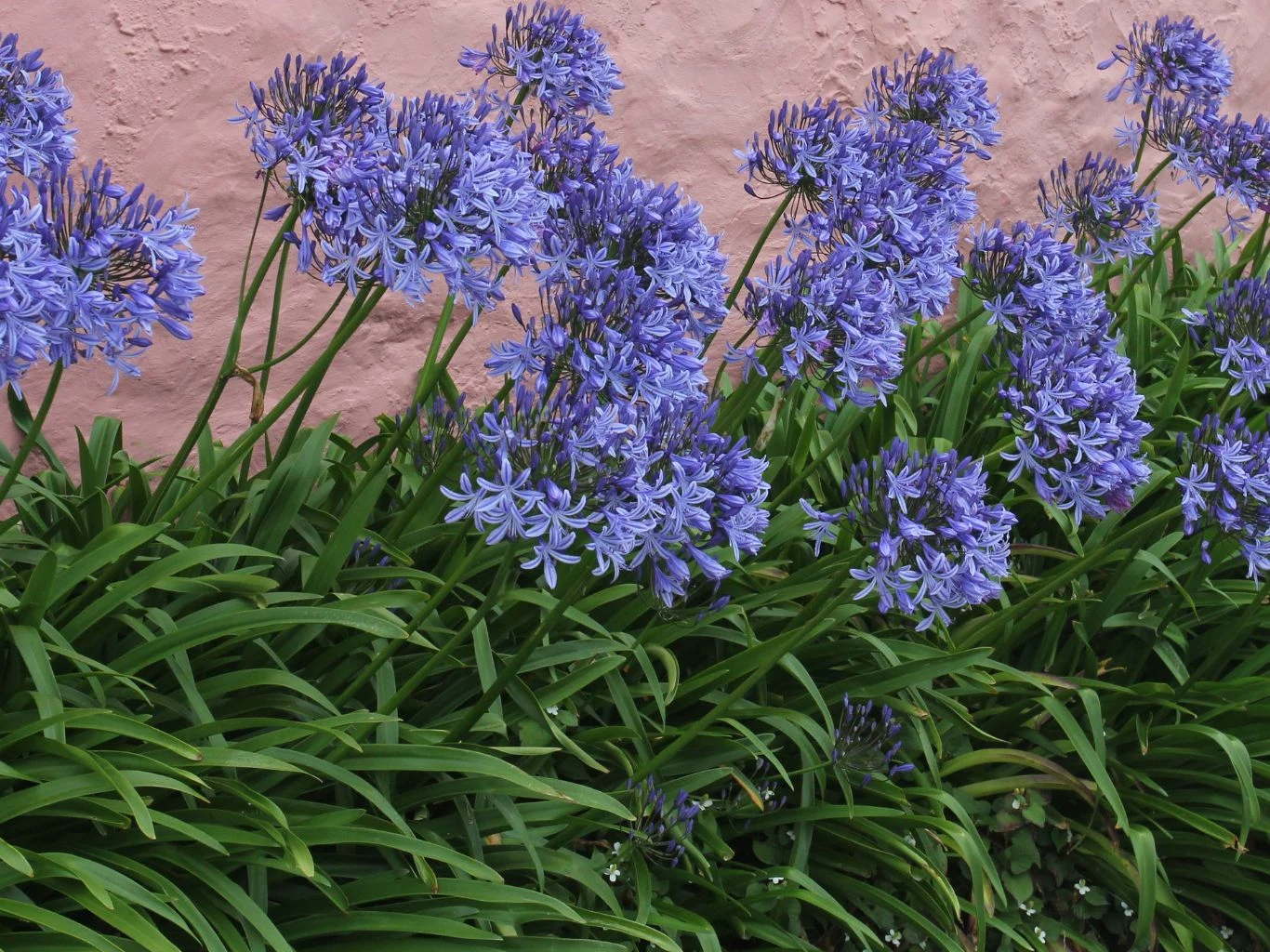 Gęste kępy fioletowych kwiatów z długimi, wąskimi liśćmi rosną przy różowej, tynkowanej ścianie.