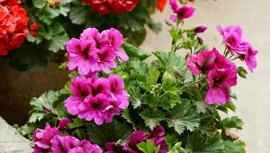 Jedna tabletka i po sprawie. Pelargonie zakwitną aż miło