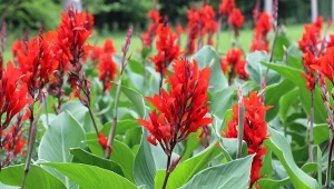 Kwiaty cebulowe do sadzenia w kwietniu. Latem urządzą w festiwal kolorów