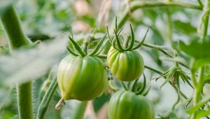 Posadź wokół krzaków. Na pomidory działa jak najlepszy nawóz