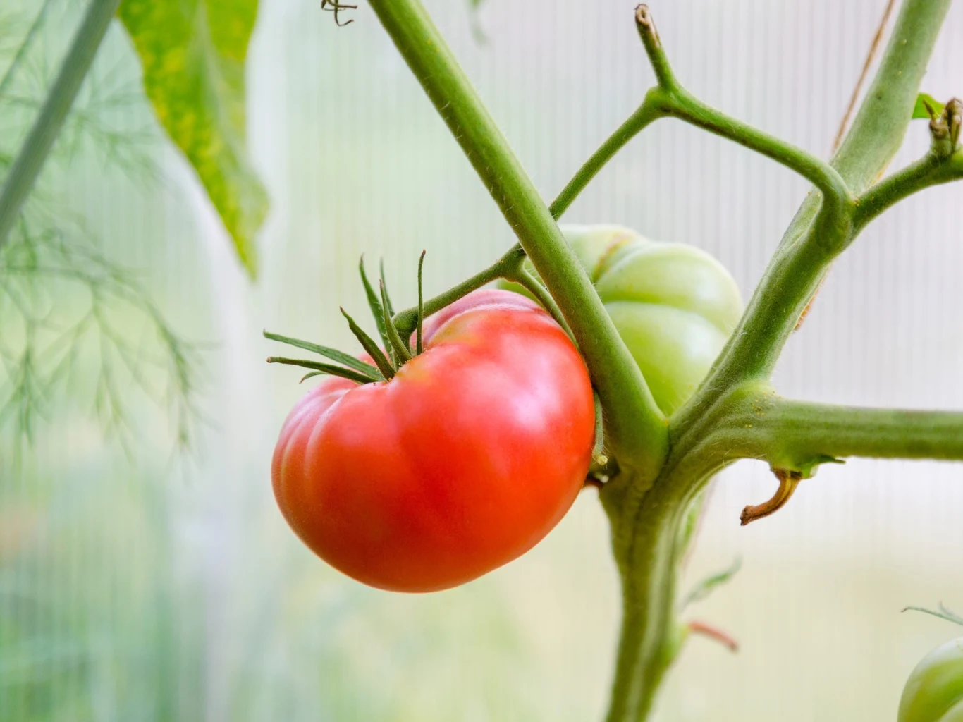 dojrzały czerwony pomidor rosnący na zielonej łodydze obok jeszcze niedojrzałego, zielonego owocu