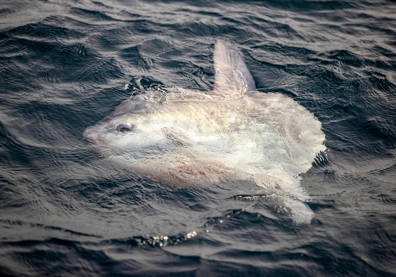 duża, okrągła ryba przypominająca samogłowa unosząca się na powierzchni ciemnej, lekko wzburzonej wody