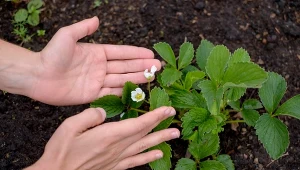 Pierwsze kwiaty truskawek do usunięcia? Starzy ogrodnicy nie zwlekają