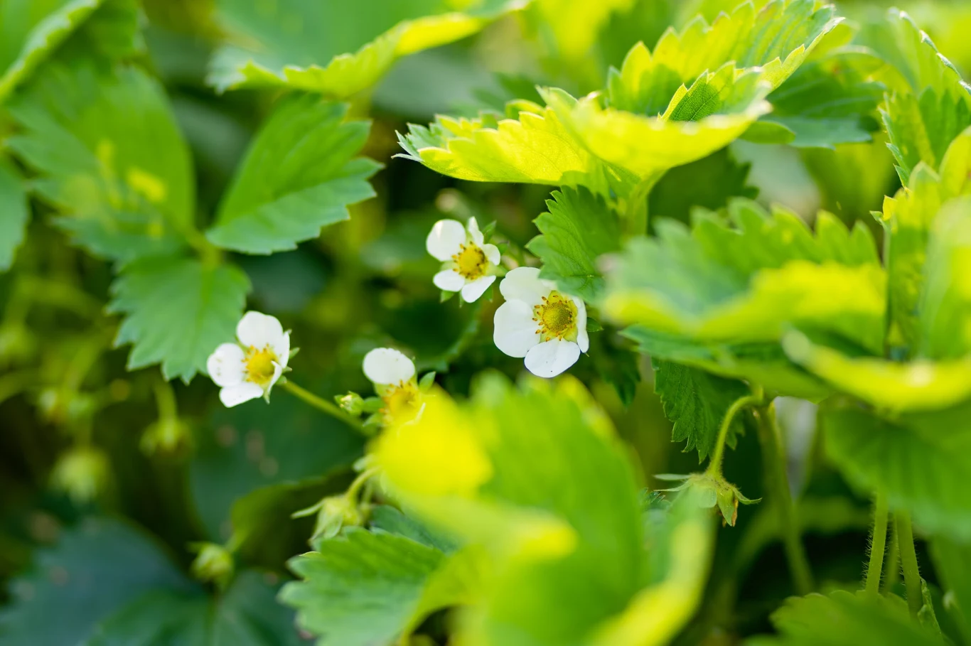 białe kwiaty poziomek otoczone soczyście zielonymi liśćmi