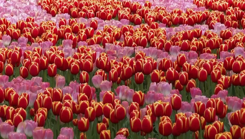 Siedem milionów tulipanów i innych kwiatów. Holenderski ogród przyciąga tłumy turystów