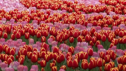 Siedem milionów tulipanów i innych kwiatów. Holenderski ogród przyciąga tłumy turystów