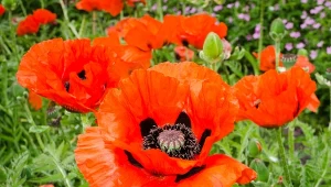 Mak wschodni ma wiele zalet dla ogrodnika - jest piękny i niezbyt wymagający. 